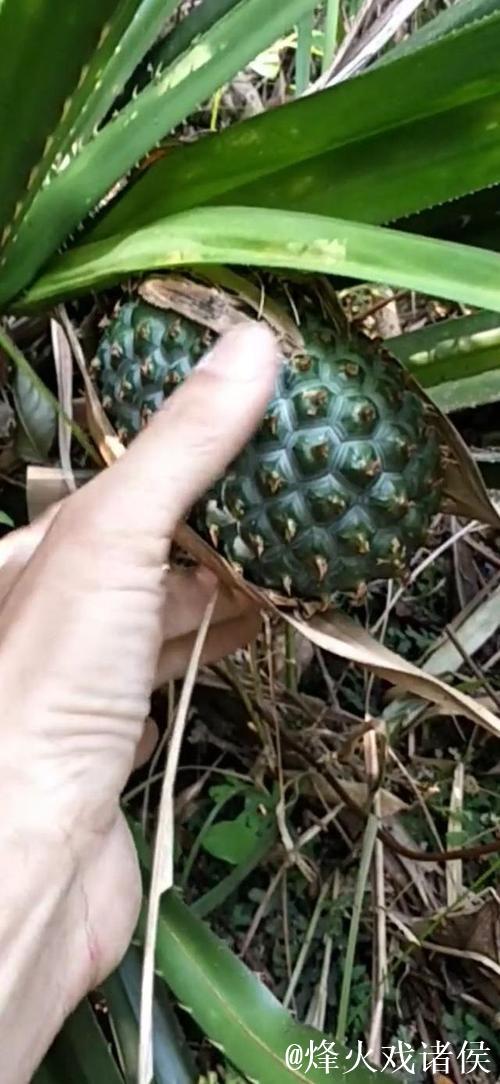 探索绿菠萝视频的神秘世界：揭开新媒体潮流的帷幕